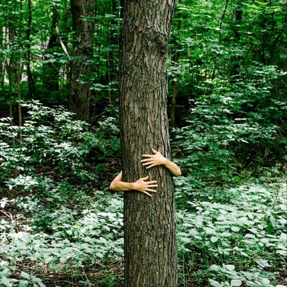 Forest Folk Bath Oil